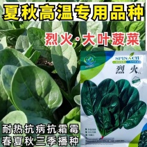烈火大叶耐热夏播菠菜种子高产夏季秋季耐寒四季菠菜种子