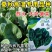 烈火大叶耐热夏播菠菜种子高产夏季秋季耐寒四季菠菜种子