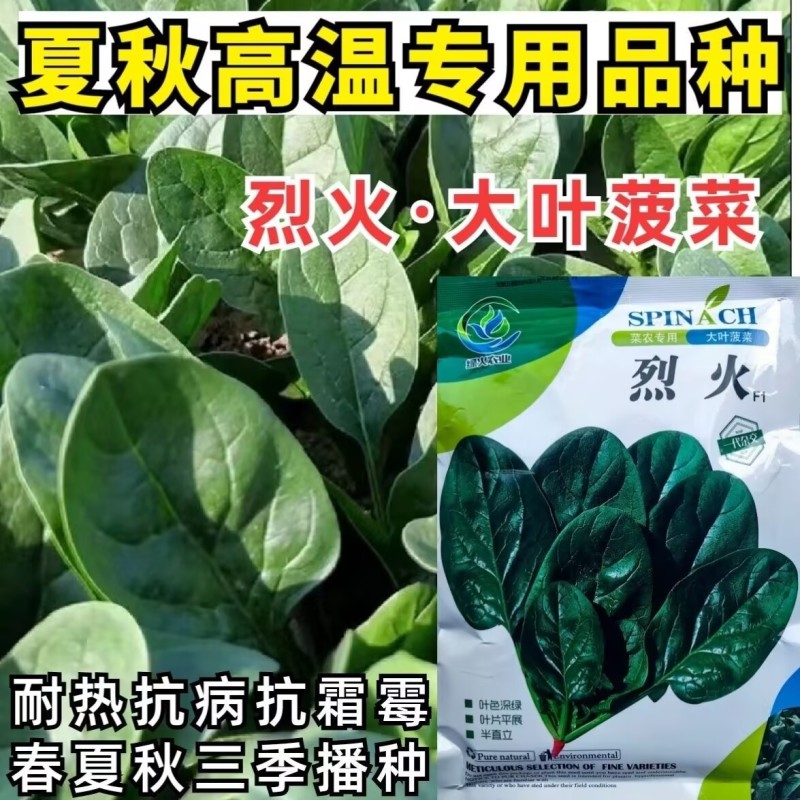 烈火大叶耐热夏播菠菜种子高产夏季秋季耐寒四季菠菜种子