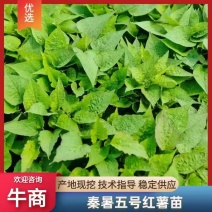 秦薯五号红薯苗自家培育高代脱毒产量高成活率高货量大现场看