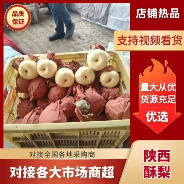 【酥梨】陕西渭南酥梨无黑点擦伤疤痕卖相好水分足口感酥脆