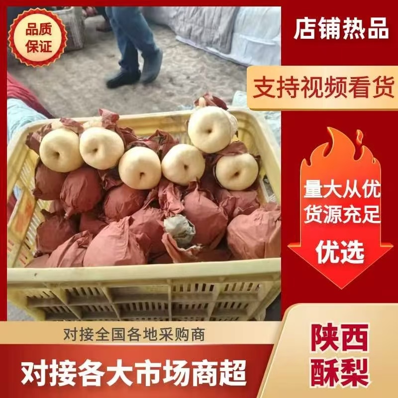 【酥梨】陕西渭南酥梨无黑点擦伤疤痕卖相好水分足口感酥脆