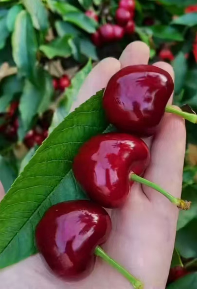 大连美早大樱桃，品质保证，规格齐全，价格优惠，诚信经营