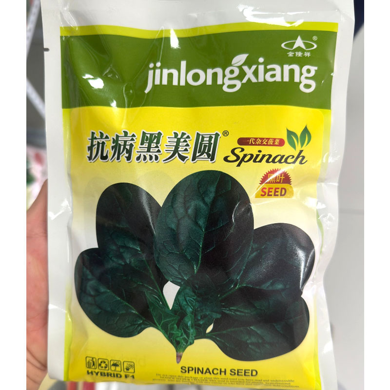 抗病黑美圆趴地菠菜种子圆叶厚肉叶色墨绿有光泽
