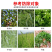 帆邦玉太师烟嘧磺隆2甲4氯钠苞谷包米田玉米地苗后除草剂