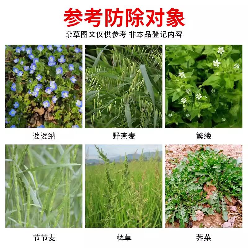帆邦玉太师烟嘧磺隆2甲4氯钠苞谷包米田玉米地苗后除草剂