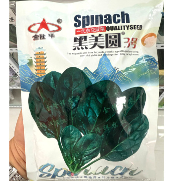 黑美圆3号菠菜种子抗1-13霜霉病生理小种耐热耐抽苔