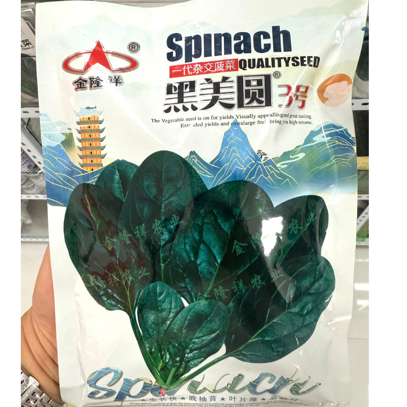 黑美圆3号菠菜种子抗1-13霜霉病生理小种耐热耐抽苔