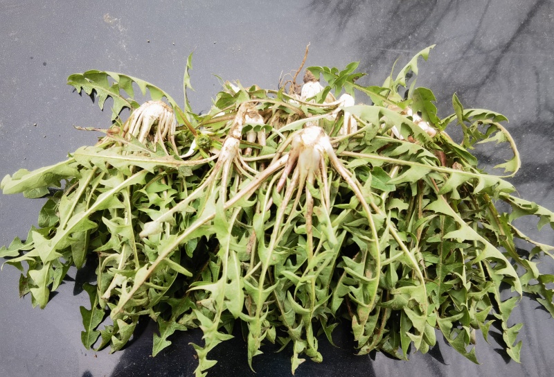 【热卖推荐】婆婆丁鲜叶产地直发可视频看货量大优惠欢迎联系
