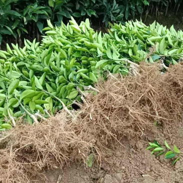 沃柑苗基地直供一手货源规格齐全可视频看货