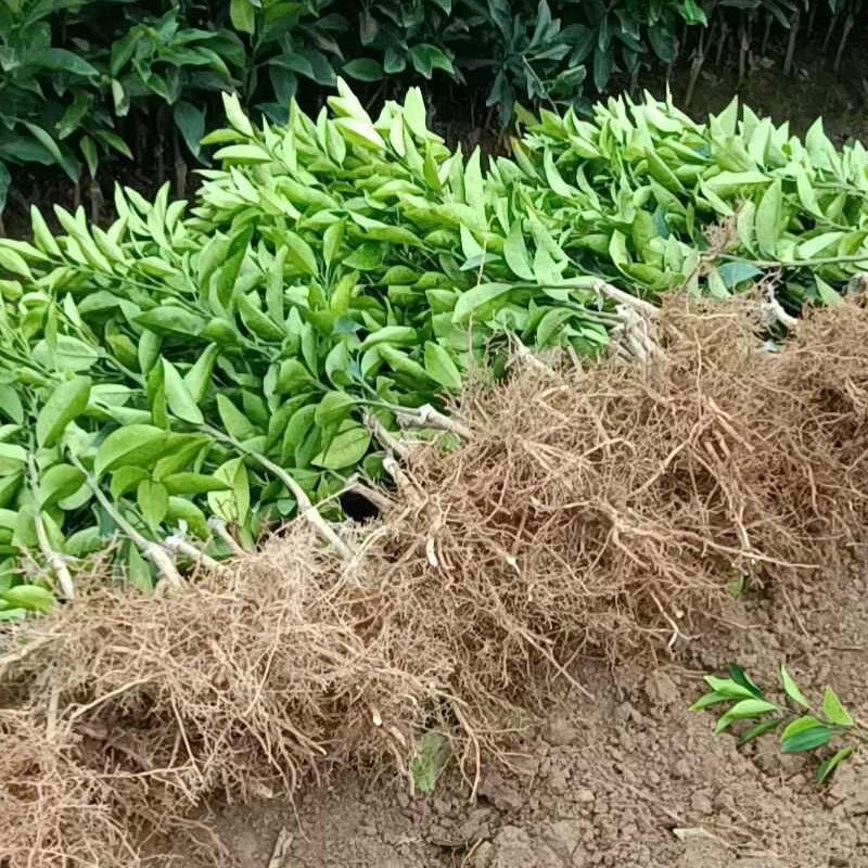 沃柑苗基地直供一手货源规格齐全可视频看货