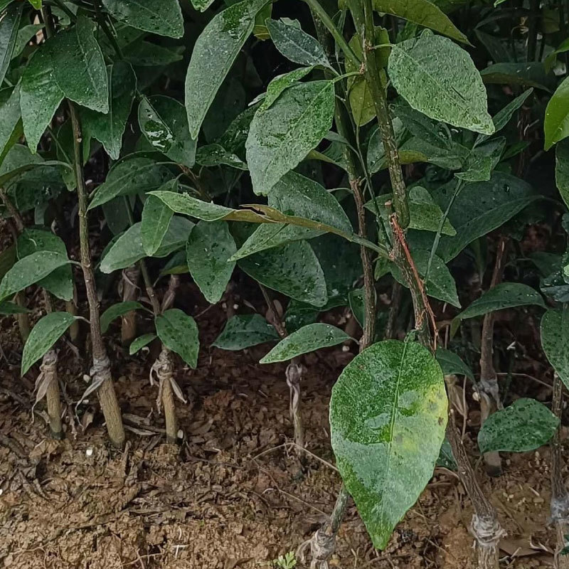 沃柑苗基地直供一手货源规格齐全可视频看货