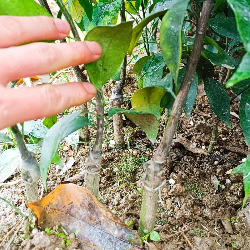 沃柑苗基地直供一手货源规格齐全可视频看货