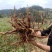 露天培育驯化虎杖苗新鲜现挖多年受益易管理产量高