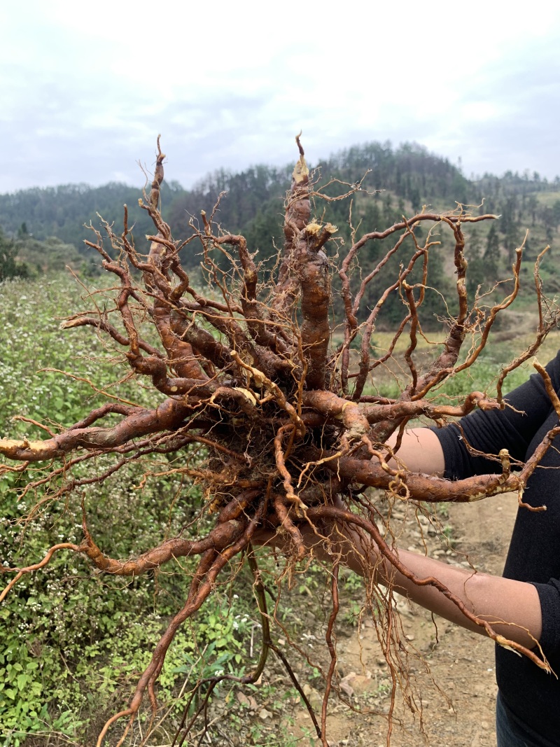 露天培育驯化虎杖苗新鲜现挖多年受益易管理产量高