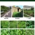 帆邦狂风剑88%高浓度草铵膦荒地除草烂根剂牛筋草农用药