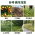 帆邦霸天狮氟草草铵膦甲基化植物油非耕地荒地除杂草除草剂