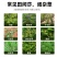 帆邦禾无影10%精喹禾灵农用大豆田花生田除阔叶杂草除草剂