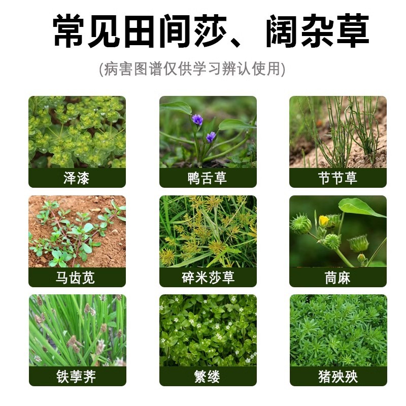帆邦禾无影10%精喹禾灵农用大豆田花生田除阔叶杂草除草剂