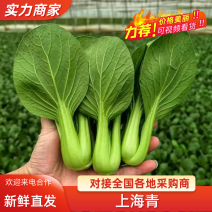 {精品上海青}山东曹县油菜/上海青/产地直发对接商超市场