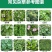 帆邦落地草24%乙氧氟草醚水稻移栽田野燕麦车前草除草剂