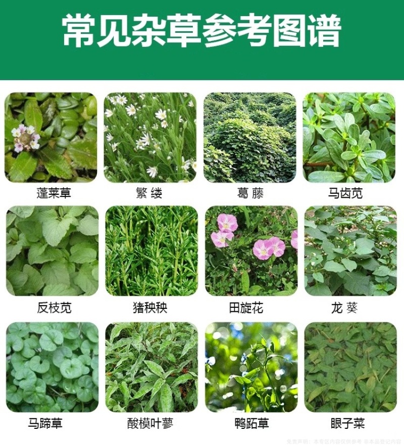 帆邦落地草24%乙氧氟草醚水稻移栽田野燕麦车前草除草剂
