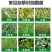 帆邦80%高浓度敌草隆农用药棉花田快速除马塘杂草杀草剂