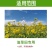 帆邦50%高浓度正品草除灵农用油菜田苗后内吸传导除草剂