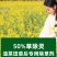 帆邦50%高浓度正品草除灵农用油菜田苗后内吸传导除草剂