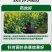 帆邦50%高浓度正品草除灵农用油菜田苗后内吸传导除草剂