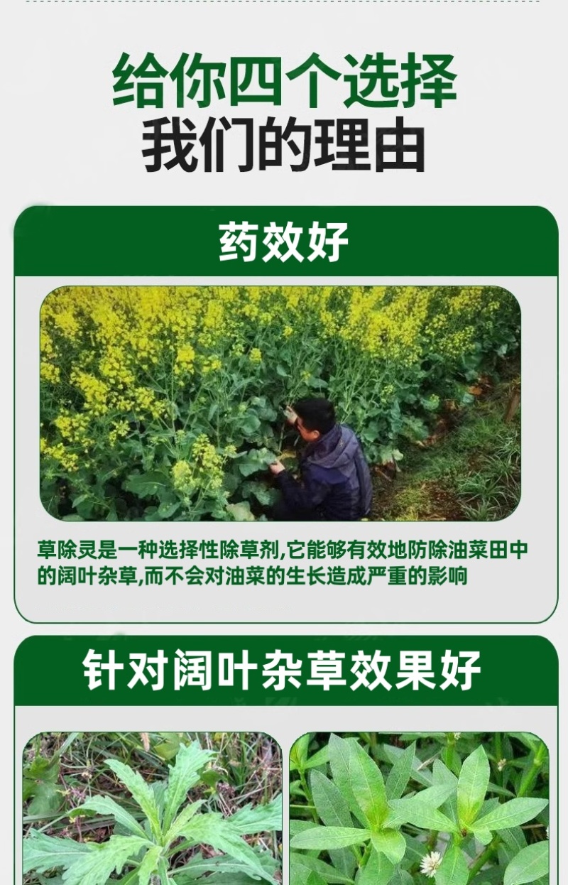 帆邦50%高浓度正品草除灵农用油菜田苗后内吸传导除草剂
