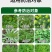 帆邦50%高浓度正品草除灵农用油菜田苗后内吸传导除草剂