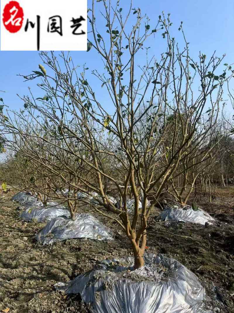 成都12-25公分香泡丛生香泡树批发四川香泡基地直供