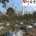 成都12-25公分香泡丛生香泡树批发四川香泡基地直供