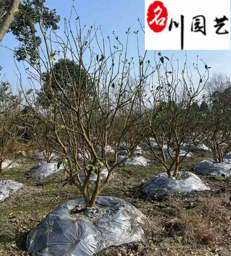成都12-25公分香泡丛生香泡树批发四川香泡基地直供
