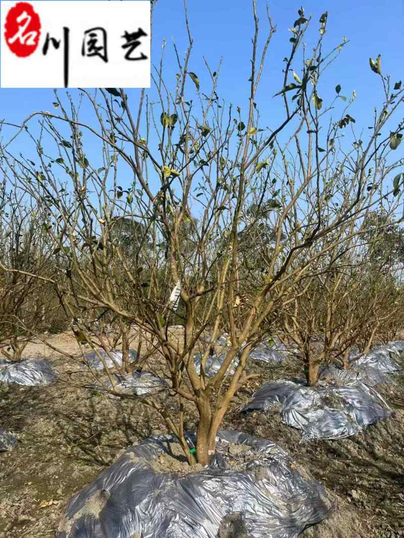 成都12-25公分香泡丛生香泡树批发四川香泡基地直供