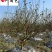 成都12-25公分香泡丛生香泡树批发四川香泡基地直供