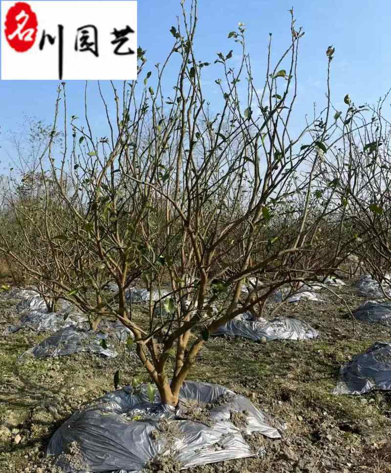 成都12-25公分香泡丛生香泡树批发四川香泡基地直供