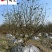 成都12-25公分香泡丛生香泡树批发四川香泡基地直供