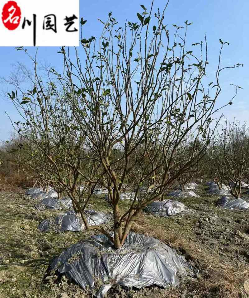 成都12-25公分香泡丛生香泡树批发四川香泡基地直供