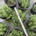 成都迷迭香工程苗批发迷迭香小杯大杯加仑杯量大价优