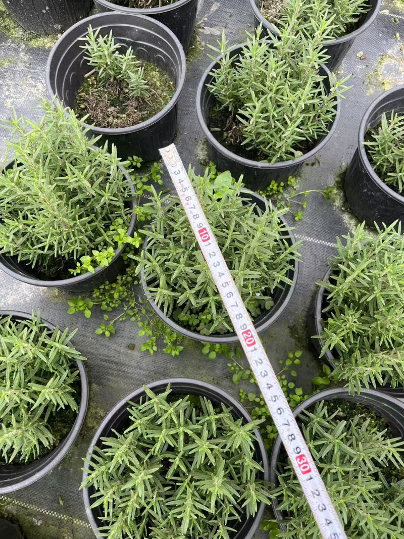 成都迷迭香工程苗批发迷迭香小杯大杯加仑杯量大价优