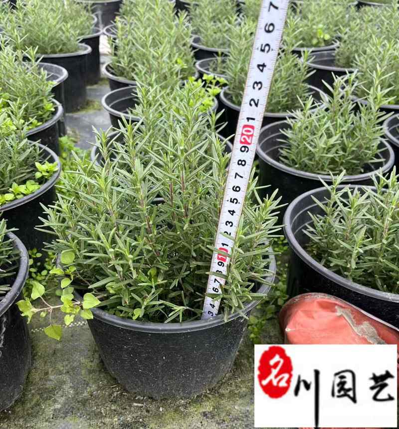 成都迷迭香工程苗批发迷迭香小杯大杯加仑杯量大价优