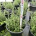 成都迷迭香工程苗批发迷迭香小杯大杯加仑杯量大价优