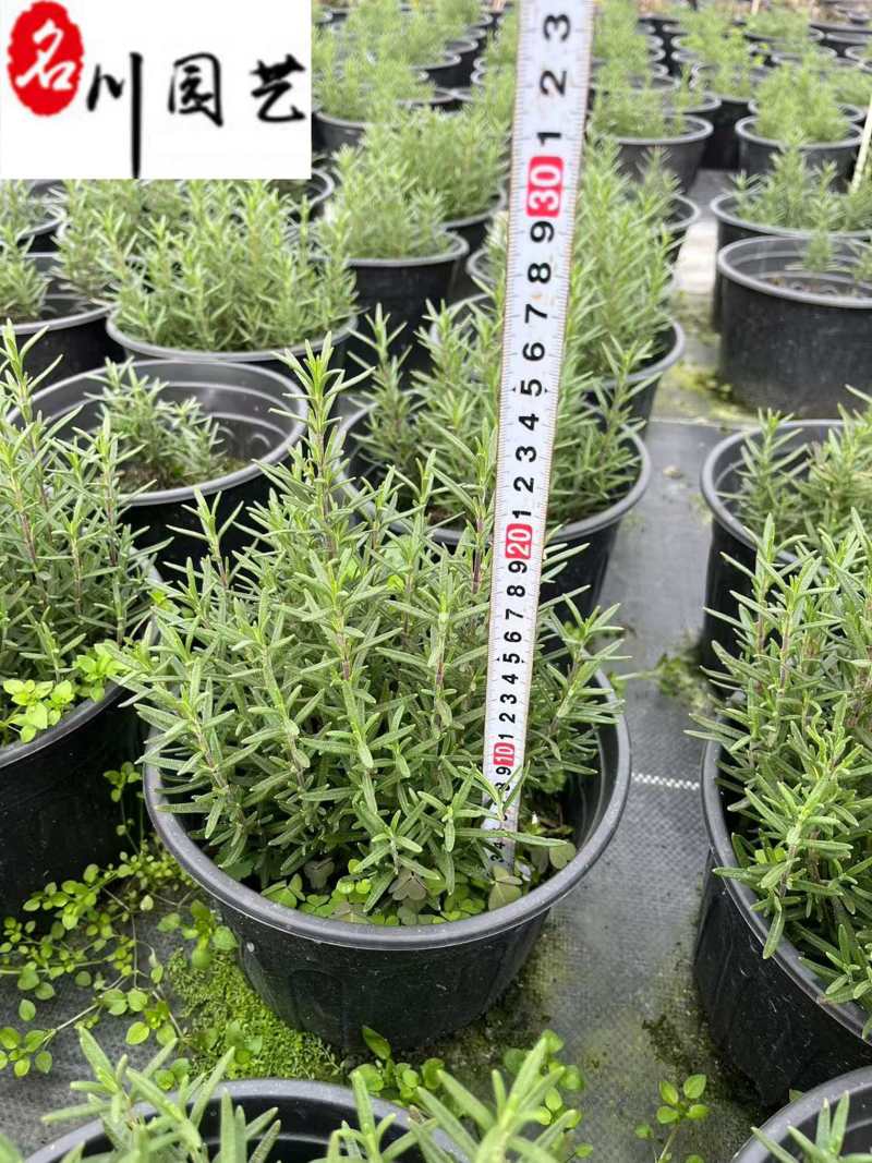 成都迷迭香工程苗批发迷迭香小杯大杯加仑杯量大价优