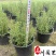 成都迷迭香工程苗批发迷迭香小杯大杯加仑杯量大价优