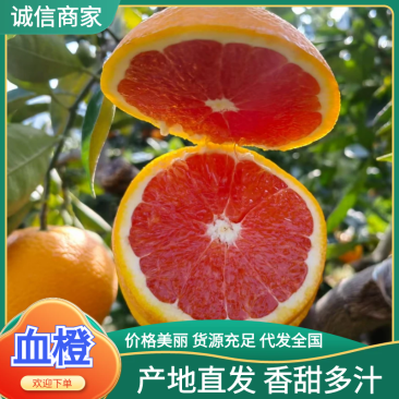 湖北宜昌秭归脐橙中华红血橙红橙