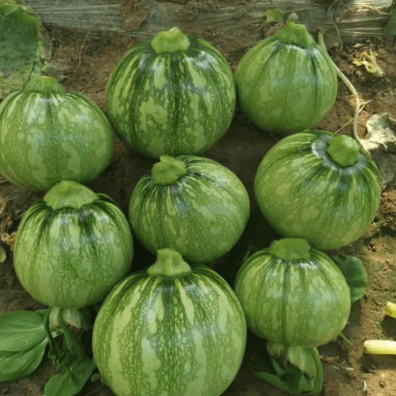 秀珍4号花皮小南瓜一串铃嫩瓜食用早熟四季种植