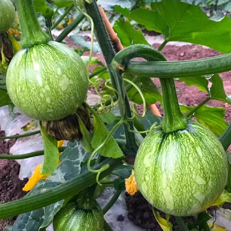 秀珍4号花皮小南瓜一串铃嫩瓜食用早熟四季种植
