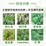帆邦油瓜瓜30%氨氯二氯吡农用甘蓝型油菜田苗后除草剂
